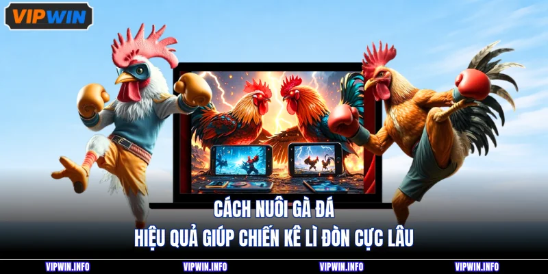 Cách Nuôi Gà Đá Hiệu Quả Giúp Chiến Kê Lì Đòn Cực Lâu