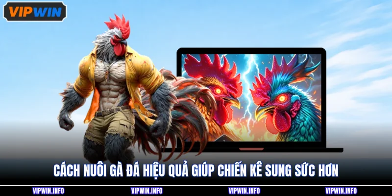 Cách nuôi gà đá hiệu quả giúp chiến kê sung sức hơn