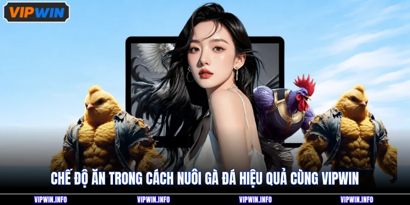 Chế độ ăn trong cách nuôi gà đá hiệu quả cùng VIPWIN