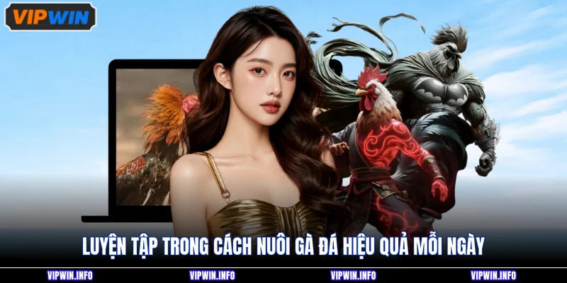 Luyện tập trong cách nuôi gà đá hiệu quả mỗi ngày